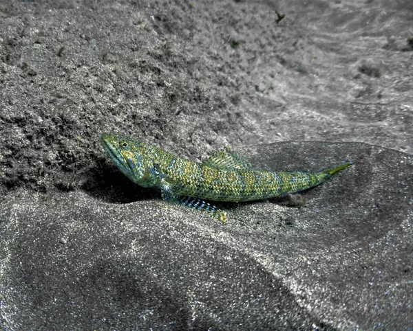 海底一张蜥蜴鱼在沙底的照片 从Tenerife岛 加那利群岛 西班牙海岸外的大西洋潜水中跳出 — 图库照片