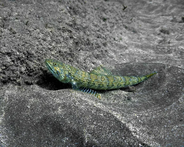 Foto Submarina Pez Lagarto Fondo Arena Desde Una Inmersión Océano —  Fotos de Stock