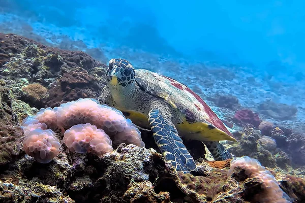 Hermosa Colorida Foto Submarina Una Tortuga Carey Arrecife Coral Desde —  Fotos de Stock