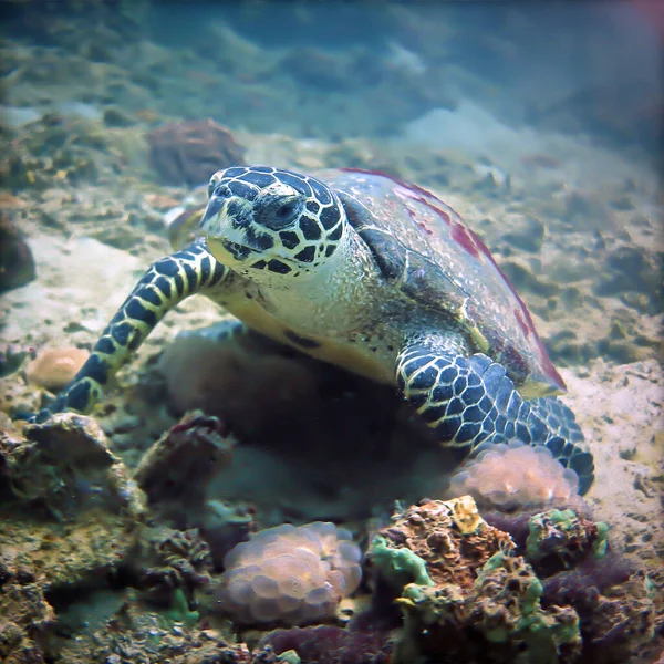 Foto Subaquática Bonita Colorida Uma Tartaruga Hawksbill Recife Coral Mergulho — Fotografia de Stock
