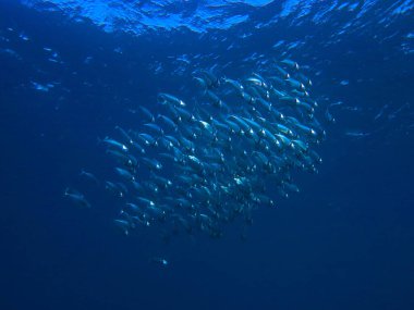 Kızıl Deniz 'deki bir sualtı dalışı sırasında Mısır' da bir uskumru sürüsünün içinde çekilmiş su altı fotoğrafı.