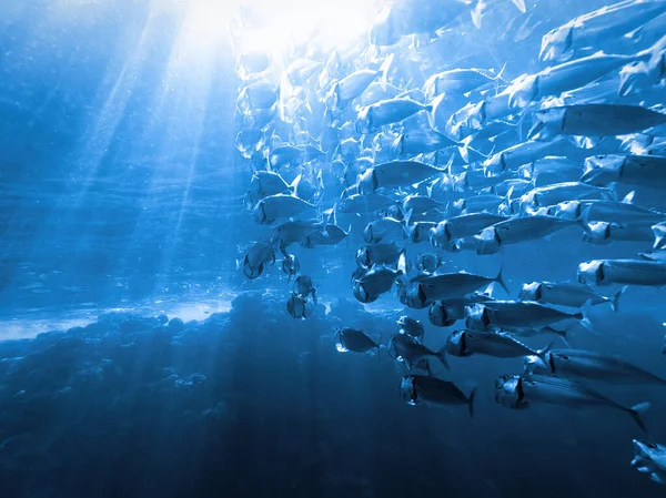 Underwaterphoto Από Μια Κατάδυση Στην Ερυθρά Θάλασσα Αίγυπτος Μέσα Ένα — Φωτογραφία Αρχείου