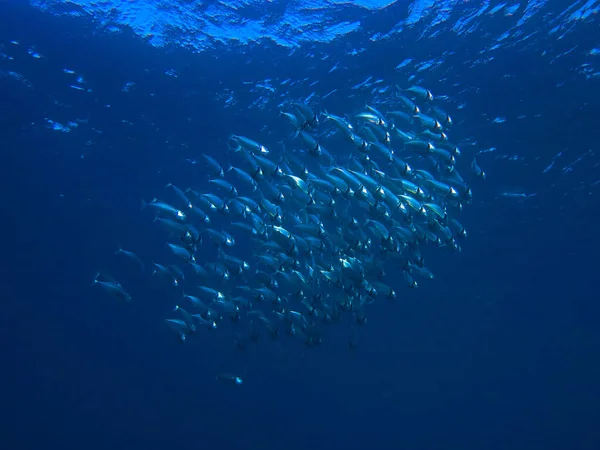 Unterwasserfoto Von Einem Tauchgang Roten Meer Ägypten Einer Makrelenschule — Stockfoto