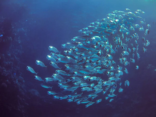 Onderwaterfoto Van Een Duik Rode Zee Egypte Een School Van — Stockfoto