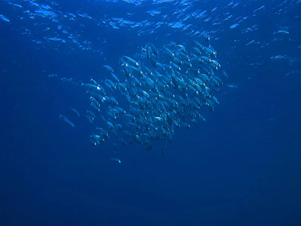 Photo Sous Marine Une Plongée Sous Marine Dans Mer Rouge — Photo