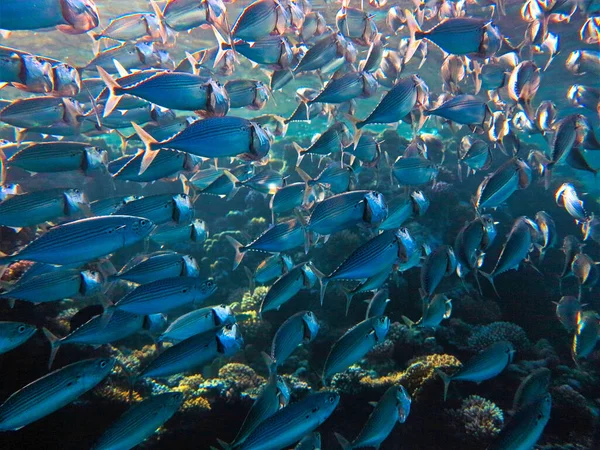 Onderwaterfoto Van Een Duik Rode Zee Egypte Een School Van — Stockfoto