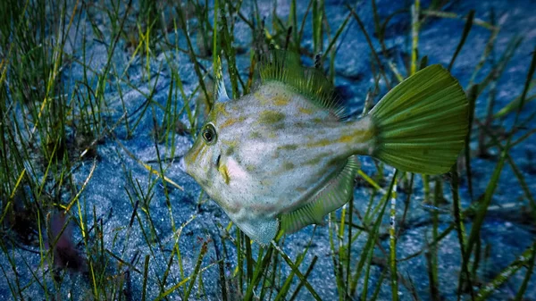 Unterwasserfoto Eines Lustigen Fisches Der Grasboden Lebt Von Einem Tauchgang — Stockfoto