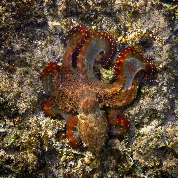 Podvodní Fotografie Barevné Chobotnice Korálovém Útesu Potápění Rudém Moři Egyptě — Stock fotografie