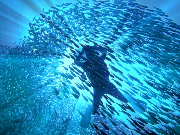 Büyük bir balık sürüsünün içinde gün ışığında dalgıcın inanılmaz ve sanatsal sualtı fotoğrafı. Tayland 'daki bir dalıştan..