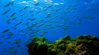 Underwater photo of schools of fish. From a scuba dive at Canary islands in the Atlantic ocean off the coast of west Africa.