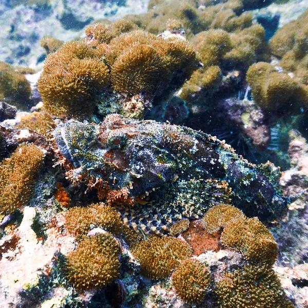 Skorpionfische Korallenriff Von Einem Tauchgang Roten Meer Ägypten — Stockfoto
