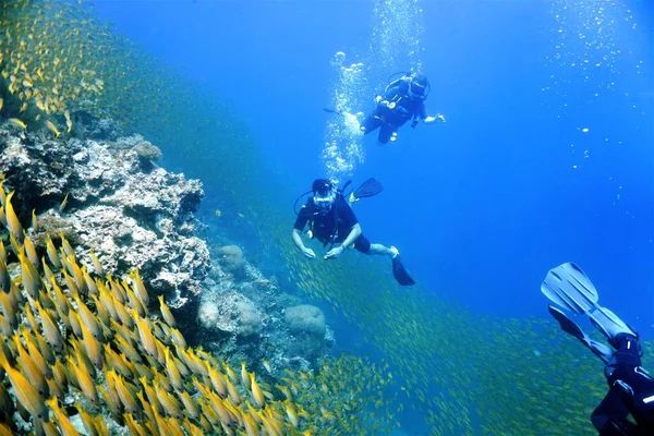 Photo Sous Marine Plongeurs Bancs Snappers Jaunes Une Plongée Sous — Photo