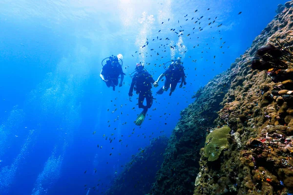 Foto Submarina Una Inmersión Navideña Desde Una Inmersión Tailandia —  Fotos de Stock