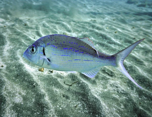 Underwater photo of a beautiful Sea Bream fish at the bottom of the sea. From a scuba dive in the Atlantic ocean - Canary islands - Spain.