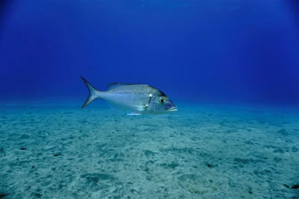 Underwater photo of a beautiful Sea Bream fish at the bottom of the sea. From a scuba dive in the Atlantic ocean - Canary islands - Spain.
