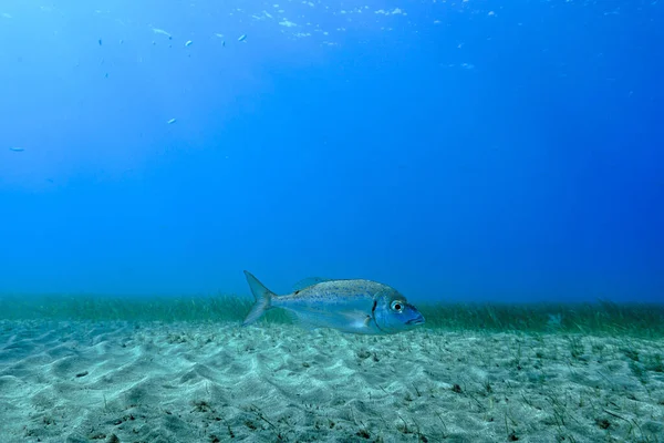 海の底に美しい鯛の魚の水中写真 大西洋のスキューバダイビングから カナリア諸島 スペイン — ストック写真