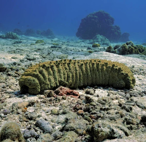 Underwater photo of giant Sea Cucumber. From a scuba dive in Thailand.