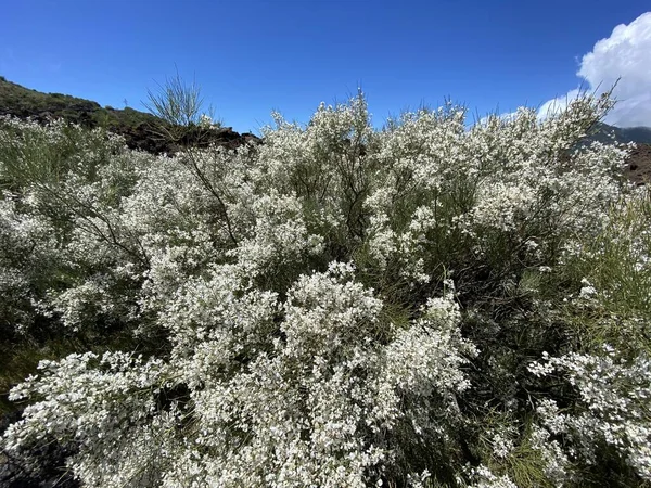 大西洋のテネリフェ島の美しい自然と野生の花 — ストック写真