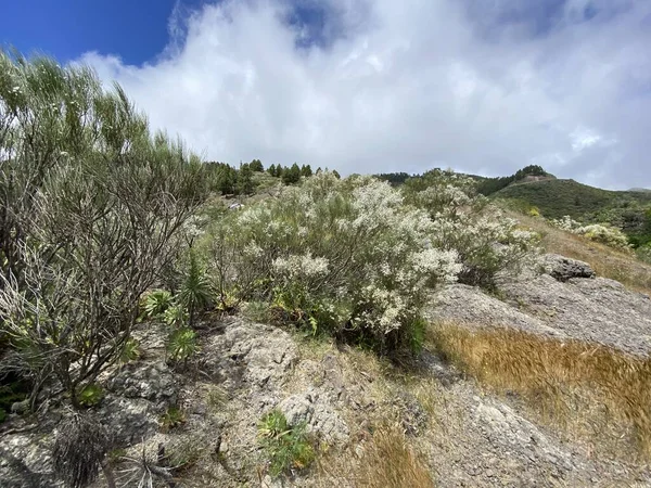 Güzel Doğa Adanın Yabani Çiçekleri Atlantik Okyanusunda Tenerife — Stok fotoğraf