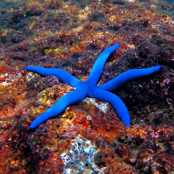 Foto Subacquea Una Stella Marina Colorata Immersione Subacquea Thailandia — Foto Stock