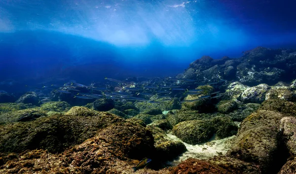 Підземна Фотографія Шкіл Барракуда Мальовничому Ландшафті Сонячному Світлі Підводного Плавання — стокове фото