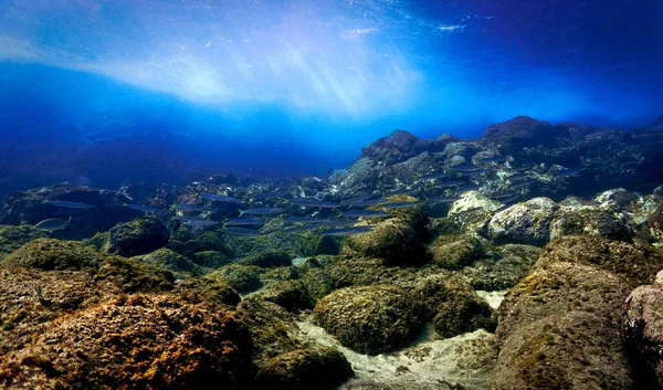 Barracudas Güzel Manzara Güneş Işığı Altındaki Okullarının Sualtı Fotoğrafı Batı — Stok fotoğraf