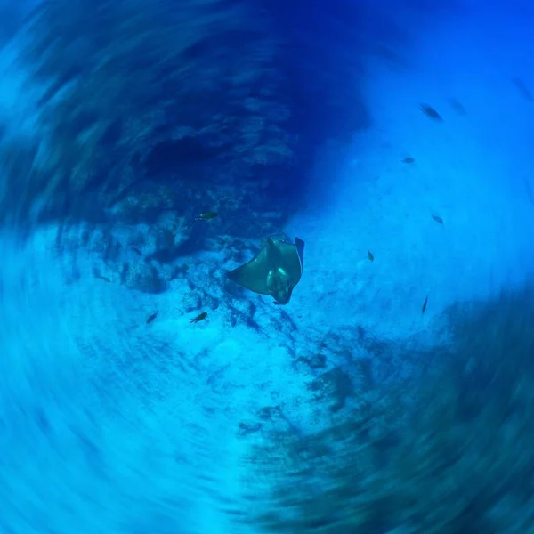 Bullray Sualtı Fotoğrafı Atlantik Okyanusu Ndaki Bir Dalıştan Tenerife Kanarya — Stok fotoğraf