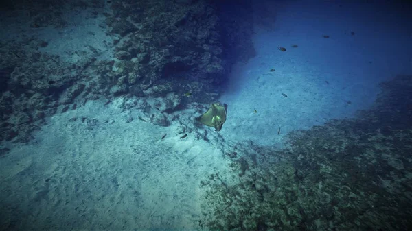 Photo Sous Marine Bullray Une Plongée Sous Marine Dans Océan — Photo