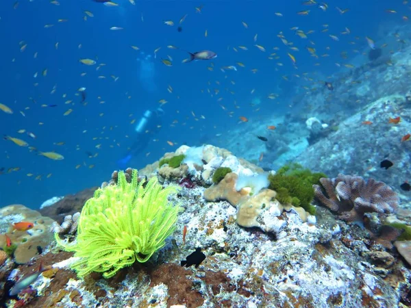 Foto Subacquea Delle Barriere Coralline Delle Isole Similari Immersione Subacquea — Foto Stock