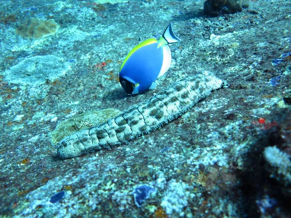 Photo Sous Marine Des Récifs Coralliens Des Îles Similan Une — Photo