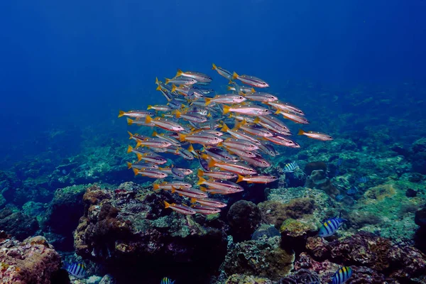 Foto Subaquática Escolas Peixes Mergulho Tailândia — Fotografia de Stock