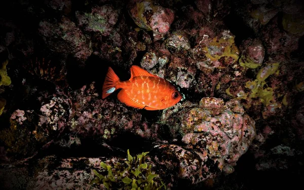 Underwater Photo Orange Soldier Fish Scuba Dive Canary Islands Atlantic —  Fotos de Stock