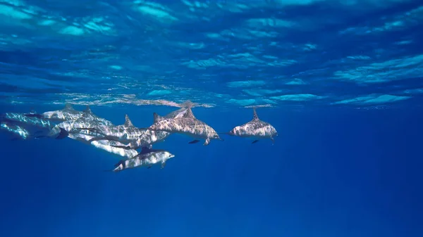 Foto Submarina Buceo Mar Rojo Egipto — Foto de Stock