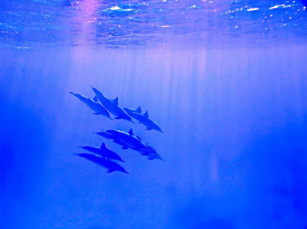 Unterwasserfoto Von Einem Tauchgang Roten Meer Ägypten — Stockfoto