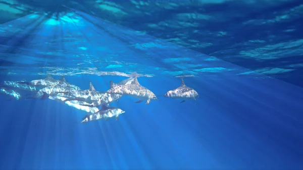 Foto Subacquea Immersione Nel Mar Rosso Egitto — Foto Stock