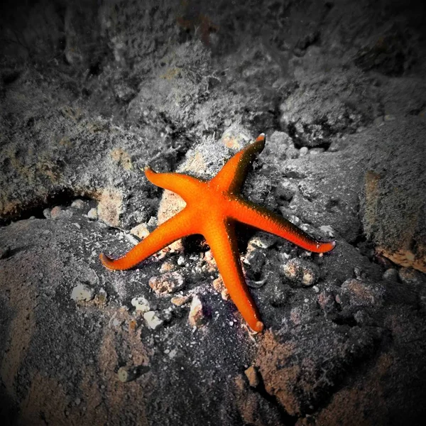 Underwater Photo Orange Starfish Scuba Dive Canary Islands Atlantic Ocean — Stock Photo, Image