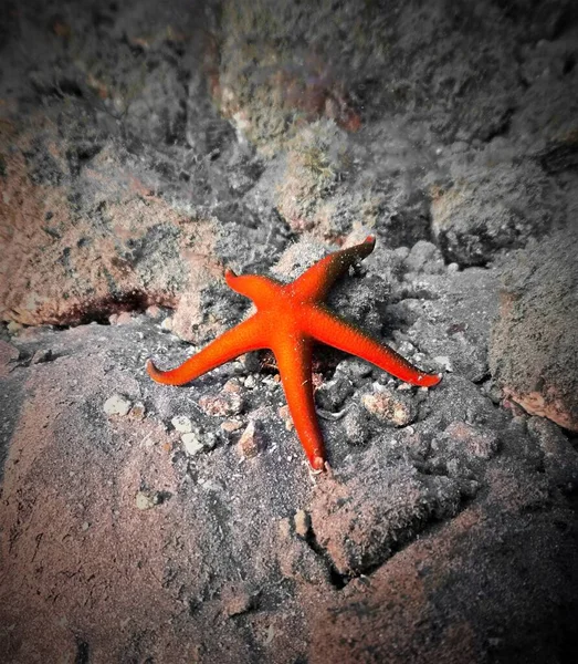 Underwater Photo Orange Starfish Scuba Dive Canary Islands Atlantic Ocean — ストック写真