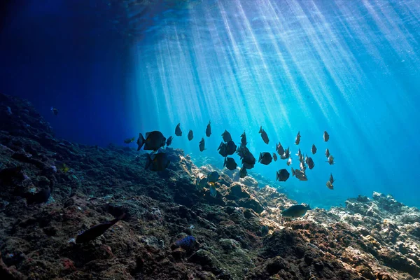 Подводное Фото Рыб Солнечном Свете Акваланга Таиланде — стоковое фото
