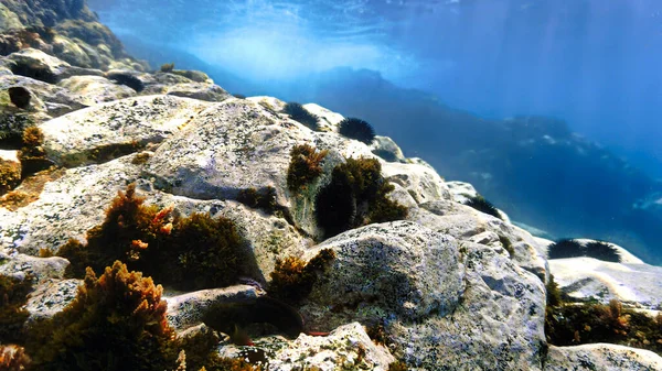 아름다운 놀라운 있습니다 대서양 카나리아 제도의 들에서 스쿠버 다이빙을 — 스톡 사진