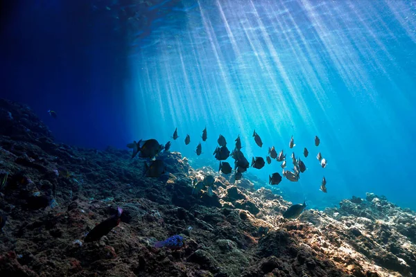 Prachtige Onderwaterfoto Van Scholen Vissen Lichtstralen Van Een Duikvlucht Thailand — Stockfoto