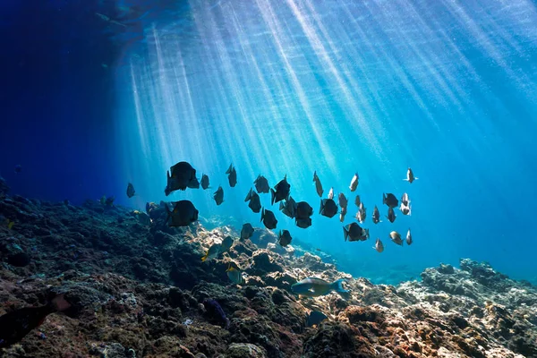 Prachtige Onderwaterfoto Van Scholen Vissen Lichtstralen Van Een Duikvlucht Thailand — Stockfoto