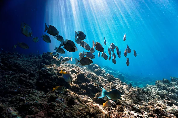 Красивая Подводная Фотография Стаи Рыб Лучах Света Акваланга Таиланде — стоковое фото