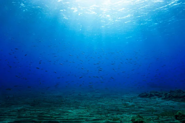 美丽而迷人的水下照片 一群群的鱼闪烁着光芒 从大西洋加那利群岛的潜水中跳出 — 图库照片