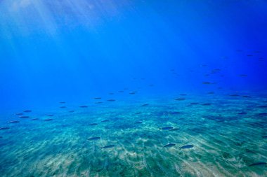 Dipteki güneş ışınlarının güzel ve sihirli sualtı fotoğrafı. Atlantik Okyanusu 'ndaki Kanarya Adaları' ndaki bir dalıştan..