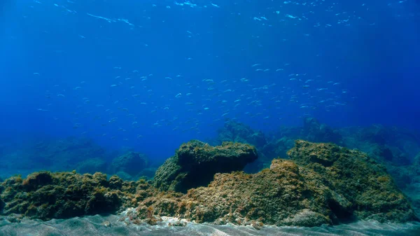 Schöne Und Erstaunliche Unterwasserfotos Von Fischschwärmen Lichtstrahlen Von Einem Tauchgang — Stockfoto