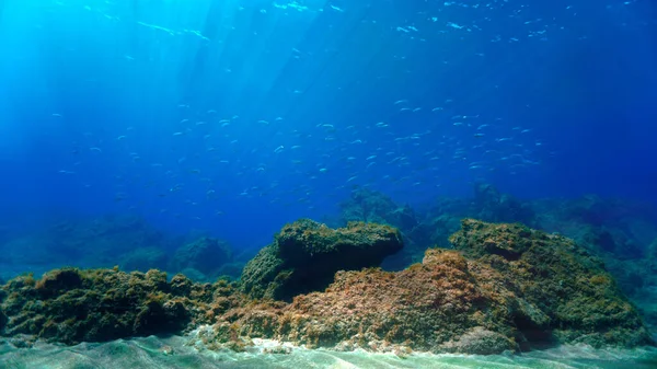 Hermosa Sorprendente Foto Submarina Escuelas Peces Rayos Luz Desde Una — Foto de Stock