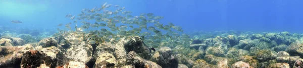 Panorama underwater photo of a schools of fish over reef. From a scuba dive in Canary islands in the Atlantic ocean.