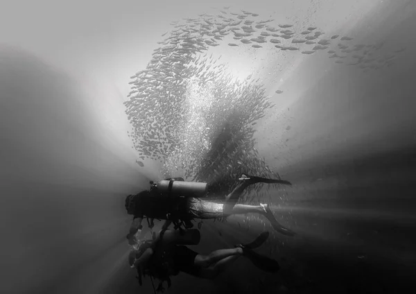 Prachtige Artistieke Onderwaterfoto Zwart Wit Van Duiker Een School Vissen — Stockfoto