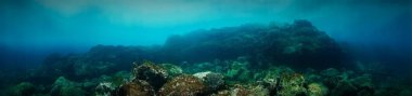 Bir resifin panorama sualtı fotoğrafı. Atlantik Okyanusu 'ndaki Kanarya Adaları' ndaki bir dalıştan.