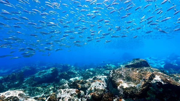 Foto Submarina Escuelas Peces Construyendo Techo Sobre Arrecife Con Una —  Fotos de Stock